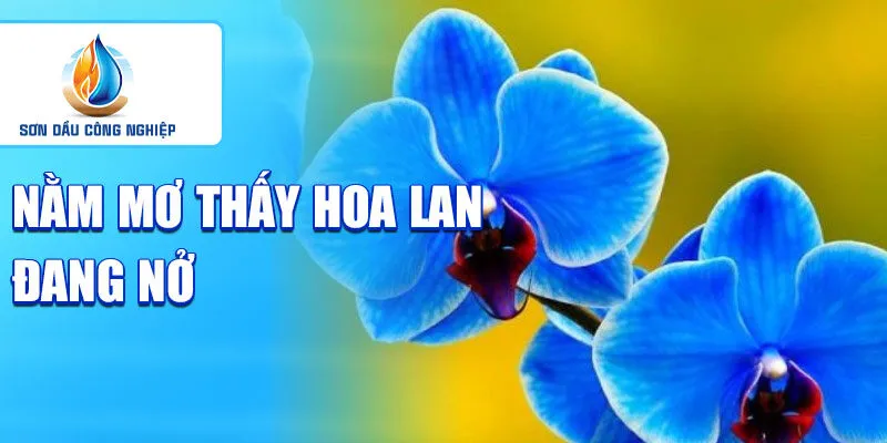 Nằm mơ thấy hoa lan: ý nghĩa và điềm báo 3 Nằm mơ thấy hoa lan đang nở