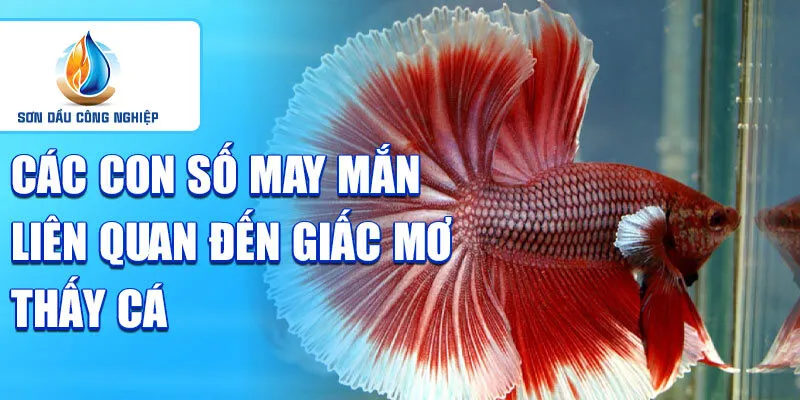 Nằm mơ thấy con cá: khám phá vận mệnh trong tương lai 4 Các con số may mắn liên quan đến giấc mơ thấy cá