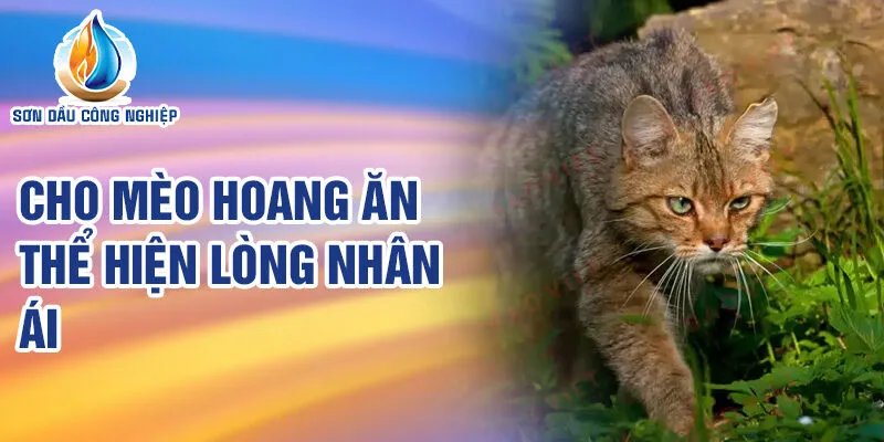 Nằm Mơ Thấy Mèo Hoang: Điềm Báo và Số May Mắn 3 Cho mèo hoang ăn thể hiện lòng nhân ái